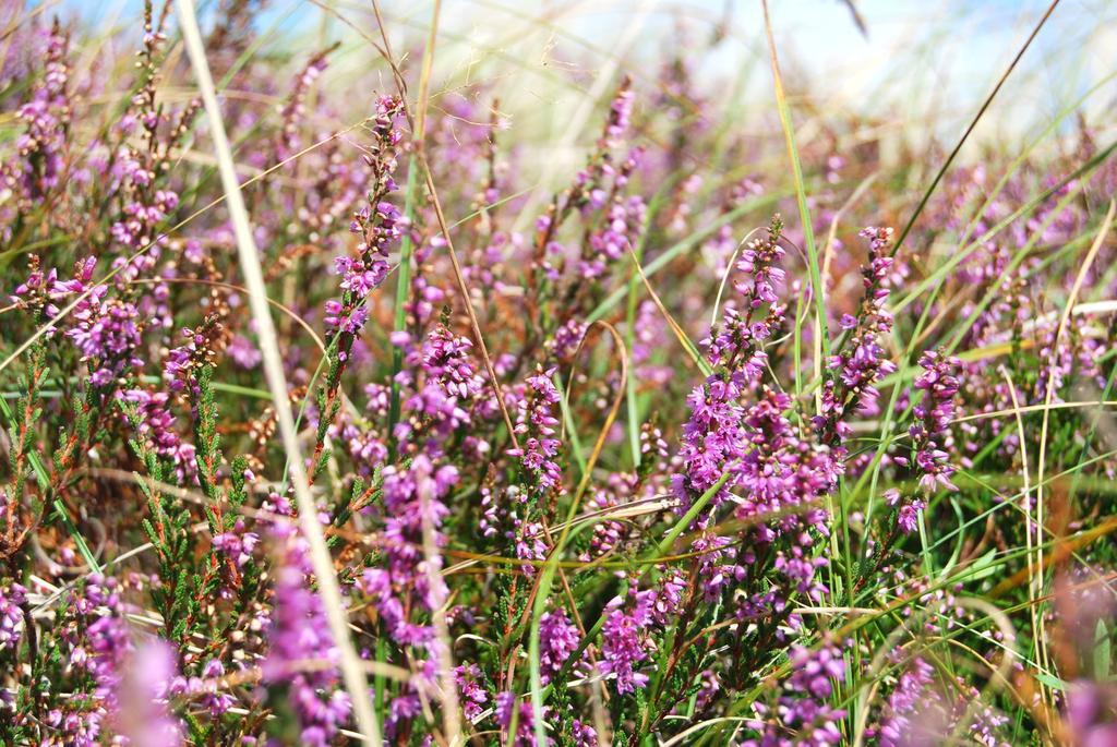 Ferienwohnung Hiddensee in Vitte Buitenkant foto