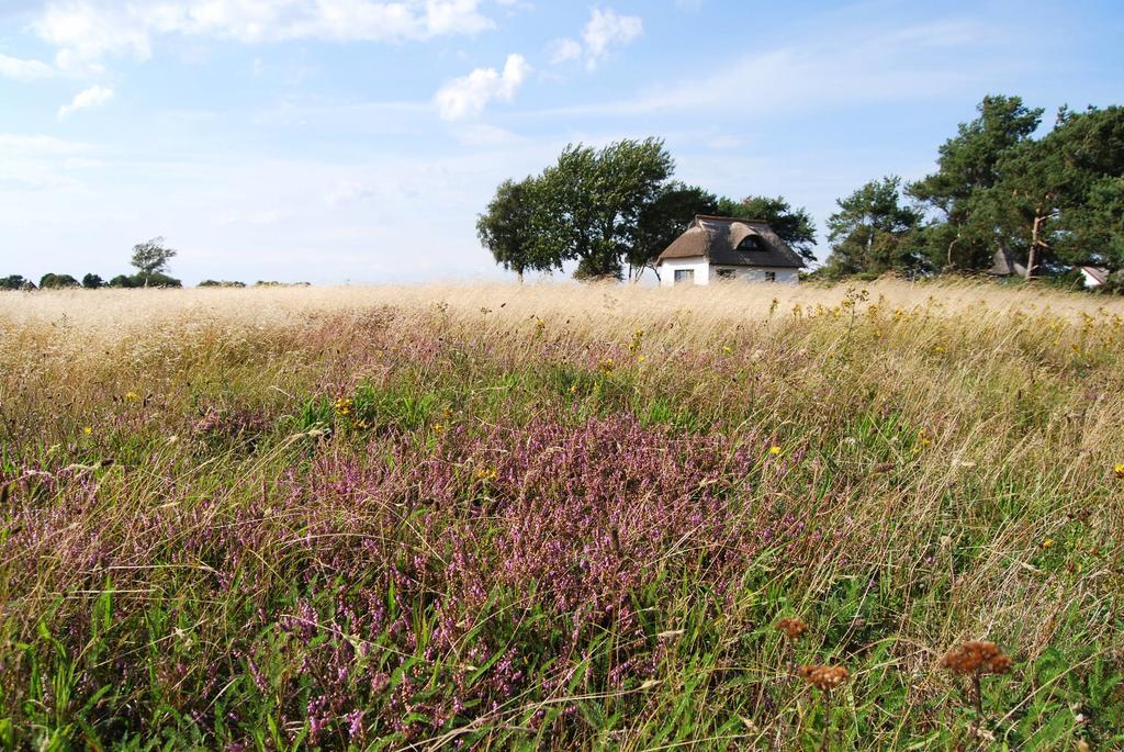 Ferienwohnung Hiddensee in Vitte Buitenkant foto